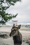 1-Hiroshima0238-P1490114