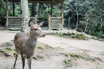 1-Hiroshima0355-P1490432