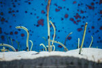 Okinawa-0310-IMG_6881