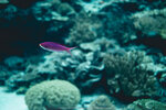 Okinawa-0330-P1010317