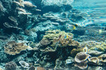 Okinawa-0331-DSC07094