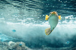 Okinawa-0336-DSC07122