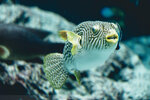 Okinawa-0338-DSC07172