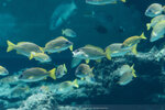 Okinawa-0340-DSC07177