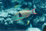 Okinawa-0345-DSC07192