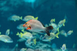 Okinawa-0346-DSC07198