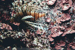Okinawa-0350-P1010370