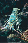Okinawa-0352-P1010381