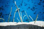Okinawa-0378-P1010664