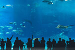 Okinawa-0396-DSC07220