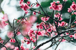 Okinawa-0656-DSC08078