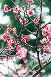 Okinawa-0664-DSC08099