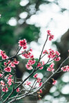 Okinawa-0666-DSC08105