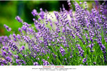 aIMG_6714