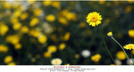 aIMG_6729