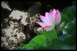 IMG_6434a