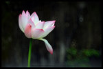 IMG_6583a