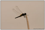 IMG_5817a
