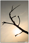 IMG_5846a