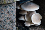 P1050344