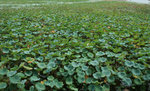 IMG_1730A