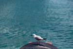 IMG_9561