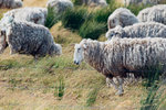 5-0134-IMG_2577