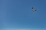 5-0139-IMG_2591