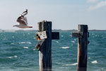 5-0145-IMG_2611