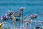 5-0193-IMG_2685