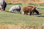 5-0280-IMG_3532