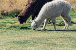 5-0288-IMG_3563