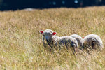 4-0695-IMG_1733