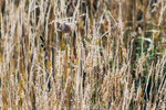 4-0869-IMG_2020