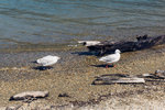 7-0334-DSC01200