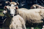 7-0387-IMG_4205