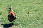 7-0424-IMG_4229