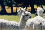 7-0444-IMG_4249
