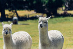 7-0470-IMG_4281