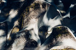 6-0275-P1120727