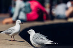 7-0575-IMG_4439