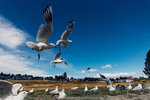 10-0331-IMG_5711