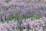 9-0094-IMG_4758