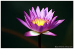 IMG_6067a