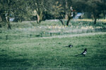 8b-0772-IMG_8496