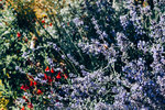 1480-P1270708