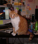 she likes to get on ONLY when I use the pc...