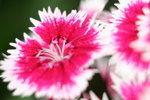 IMG_0617