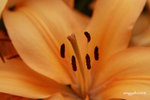 IMG_2551