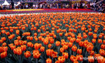 img172_up
